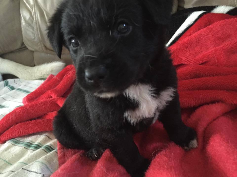 a black puppy with a white patch on his chest