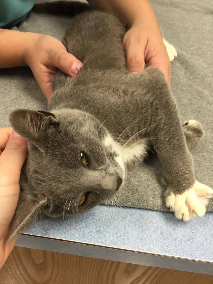 cat getting a pet health checkup