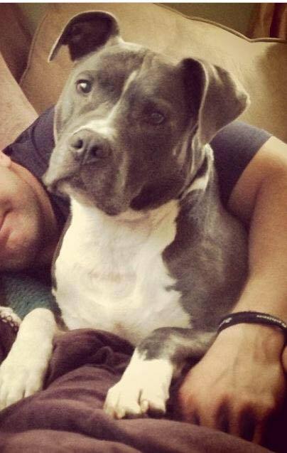 A grey and white dog