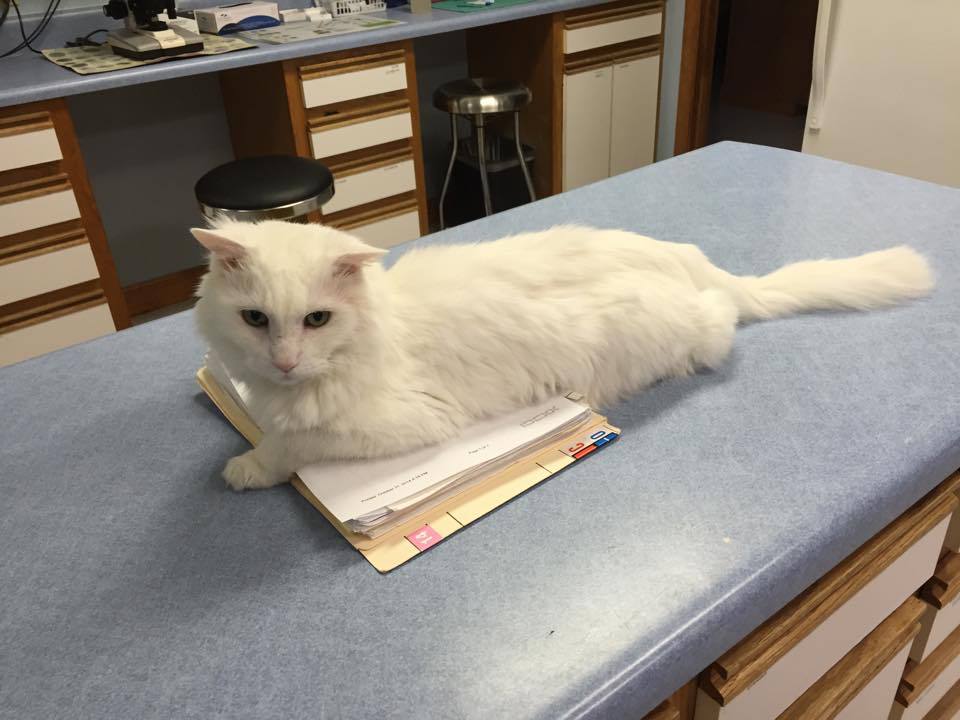 A white cat sitting on the table at the animal hospital