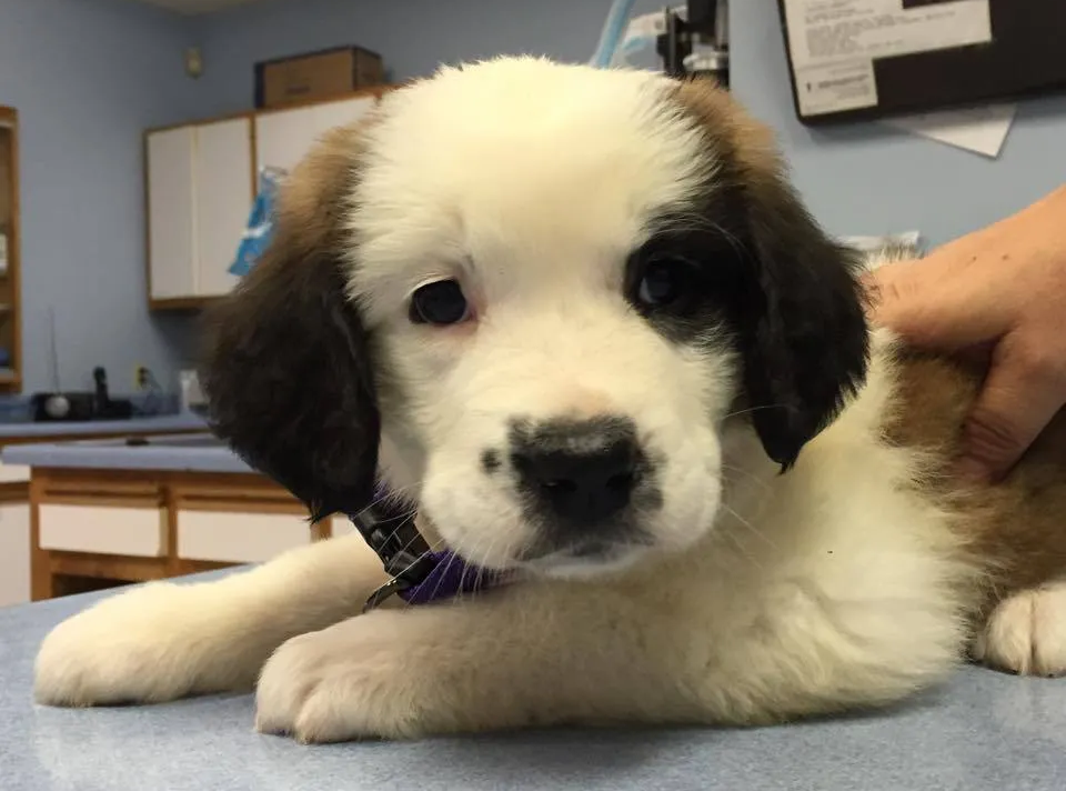 Puppy at our veterinary Clinic - Reidville Road Animal Hospital