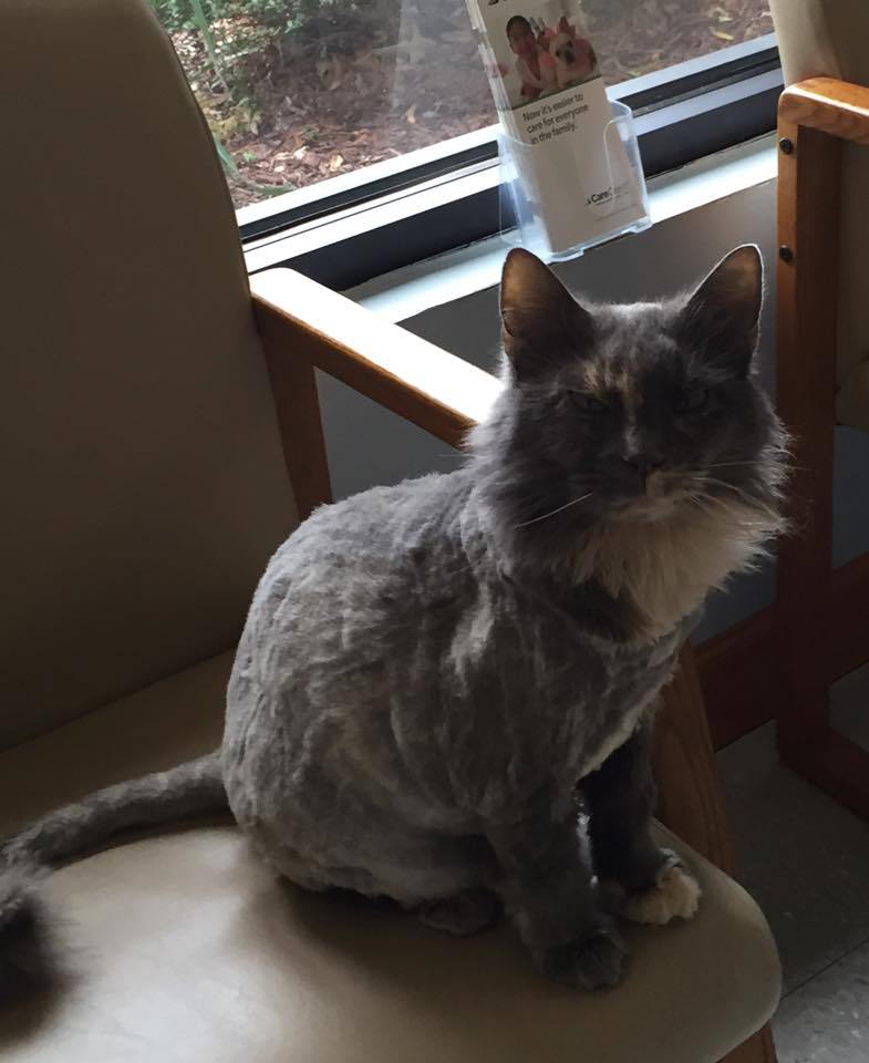 A cat sitting on a chair at the animal hospital