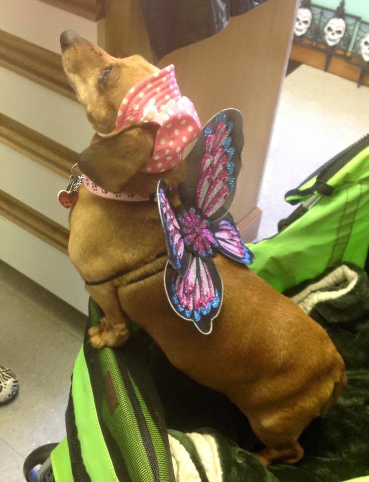 A dog dressed up like a butterfly
