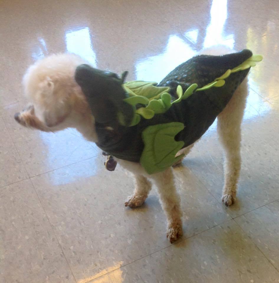 A poodle dressed up for Halloween