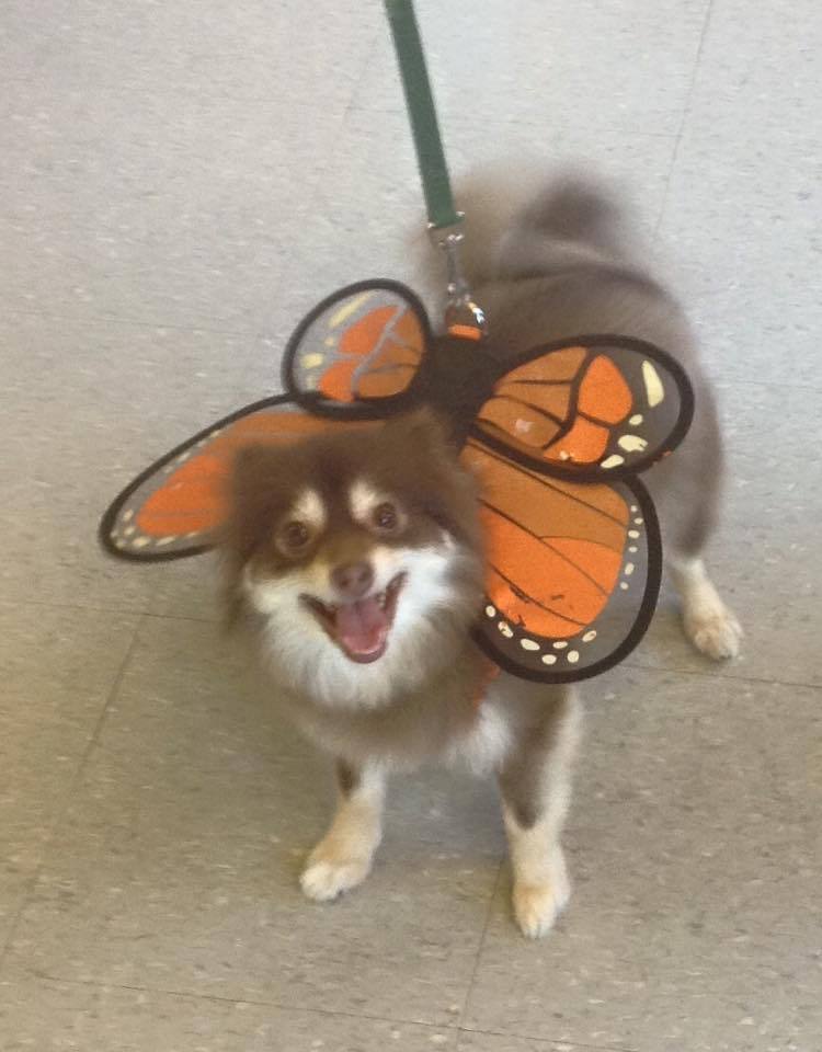 a small dog dressed up like a butterfly for Halloween