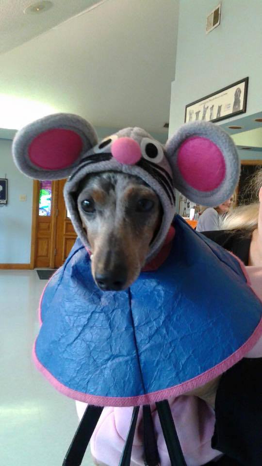 a dog wearing a mouse costume