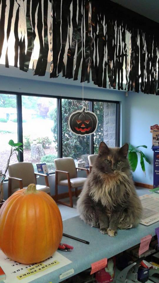 A fluffy cat sitting on the counter in the vet clinic