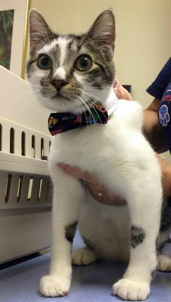 a grey and white cat wearing a bow tie