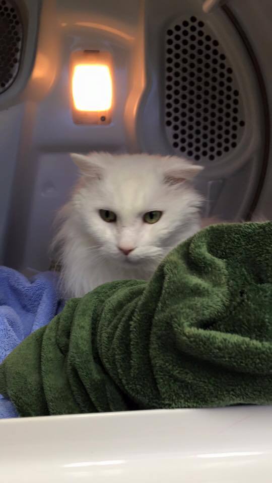 White cat hiding in the dryer with the towels