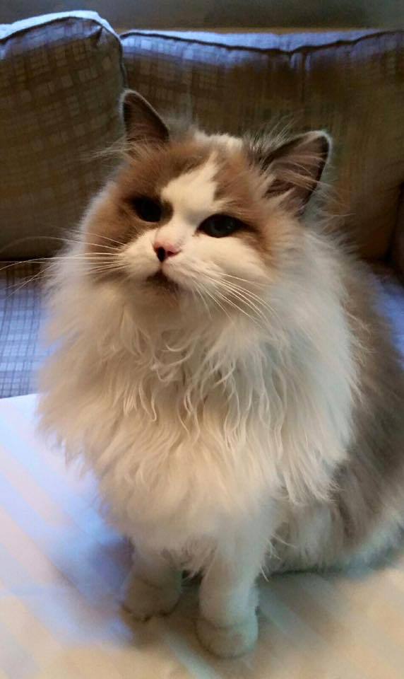 A long haired white and orange cat