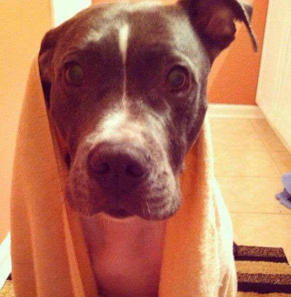 Dog getting toweled off after a bath