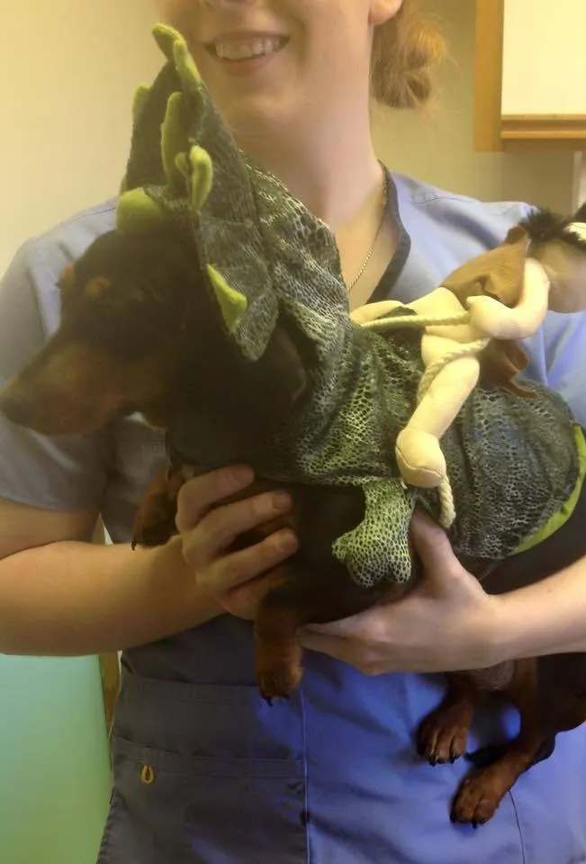 Vet holding black and brown dog at vet clinic Duncan and Roebuck, SC