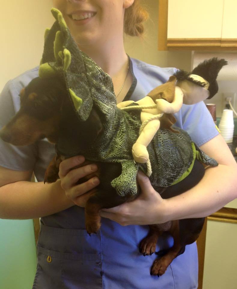 a dog that is wearing a Halloween costume