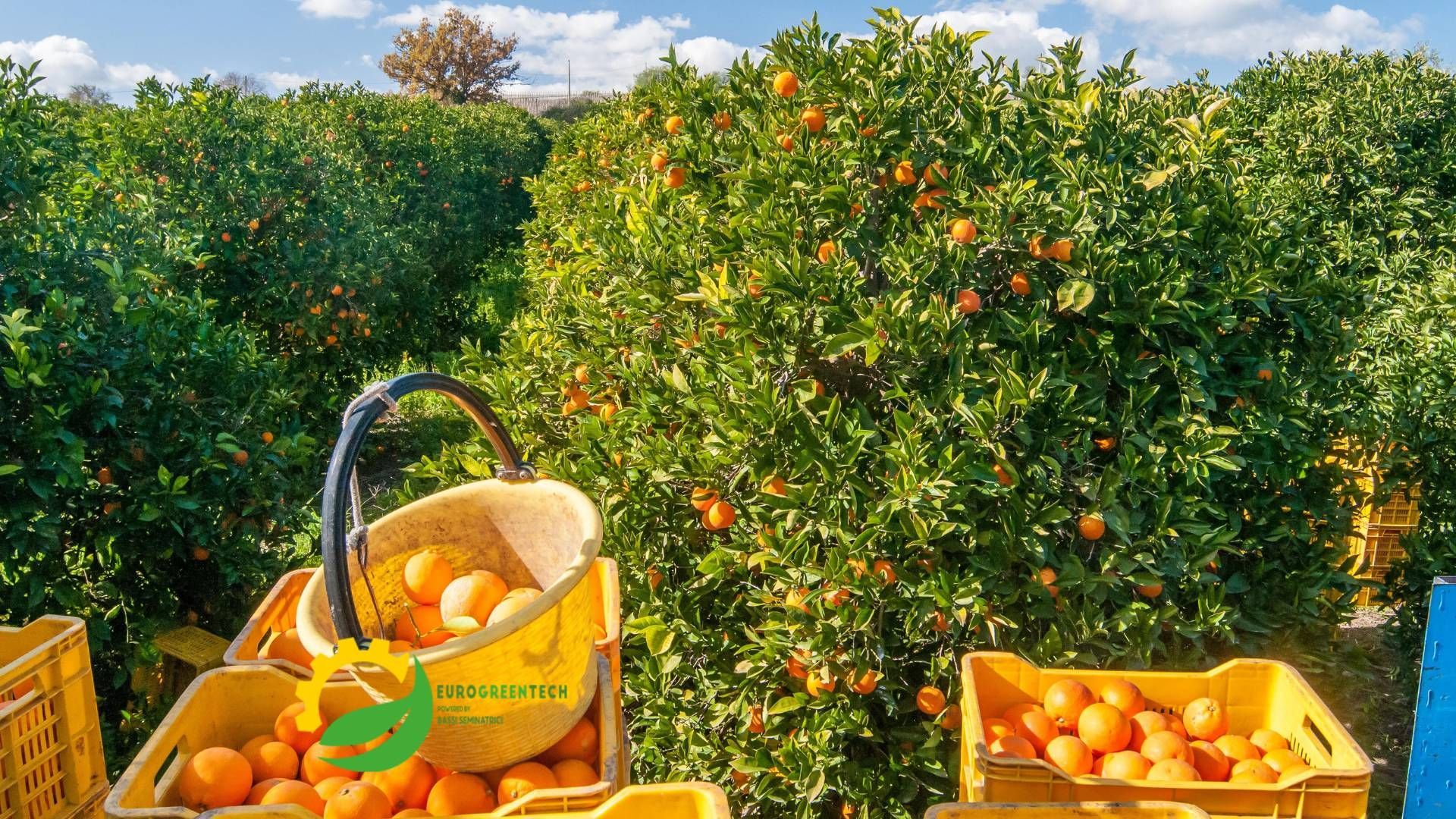 Cosecha de fruta: cómo elegir el mejor carro contenedor