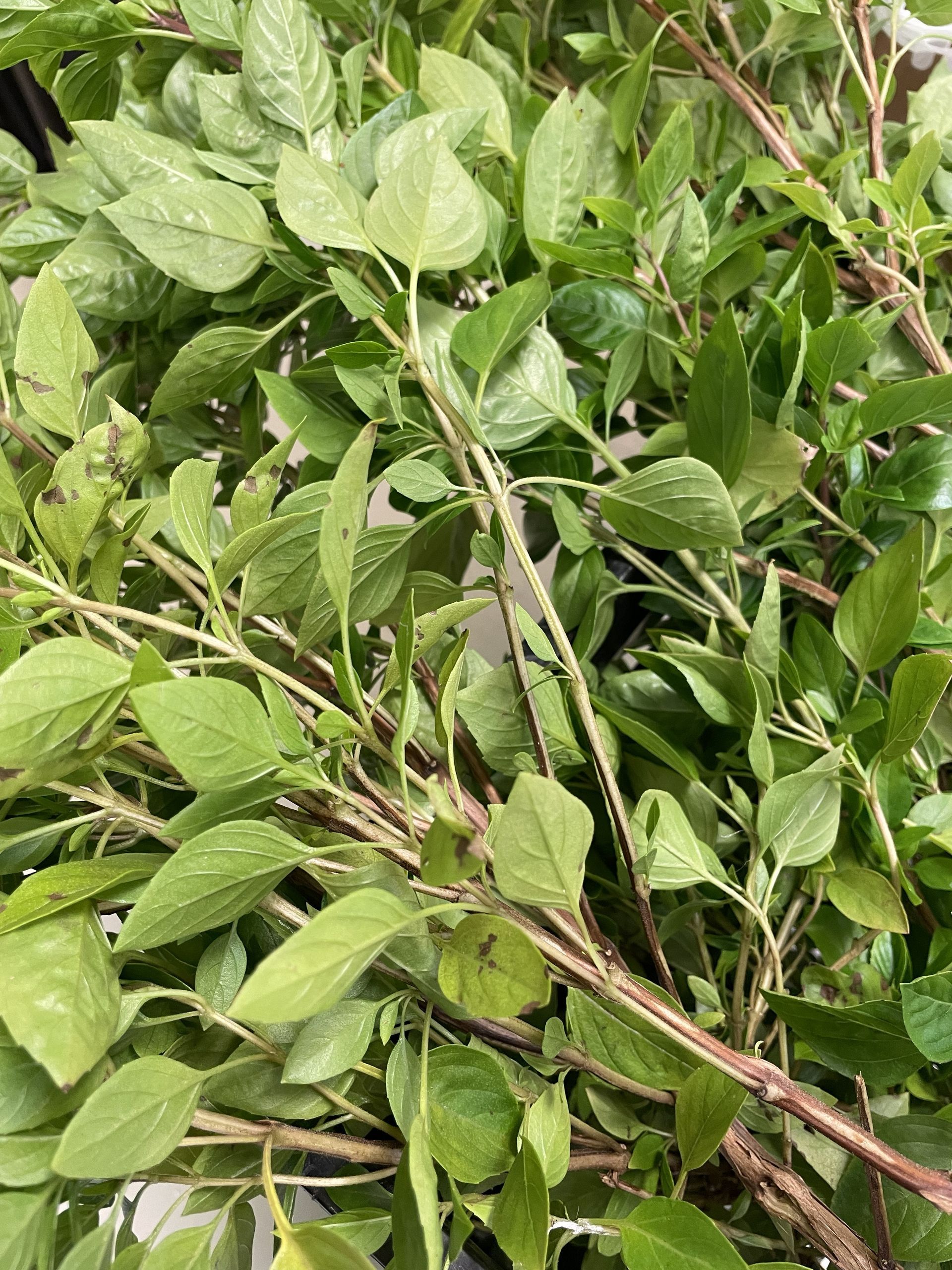 A close-up view of fresh green herb branches with slender, woody stems, showing serrated leaves and natural texture.