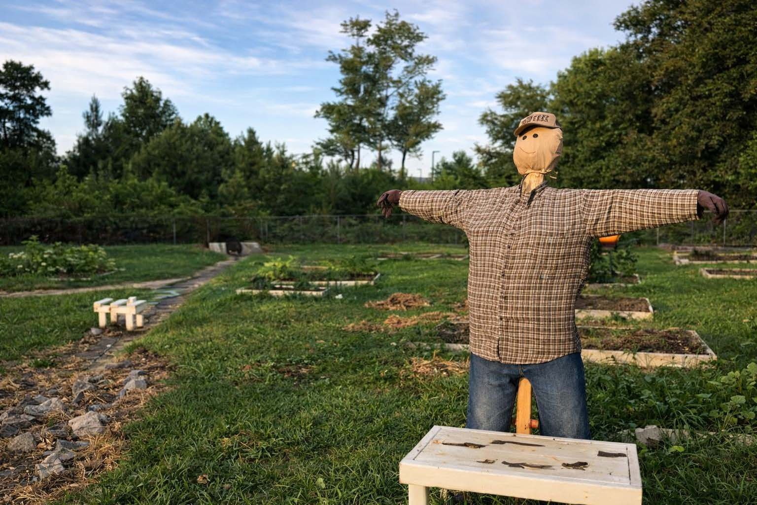 A scarecrow wearing a plaid shirt and cap stands with arms outstretched in a garden with raised beds at sunset.