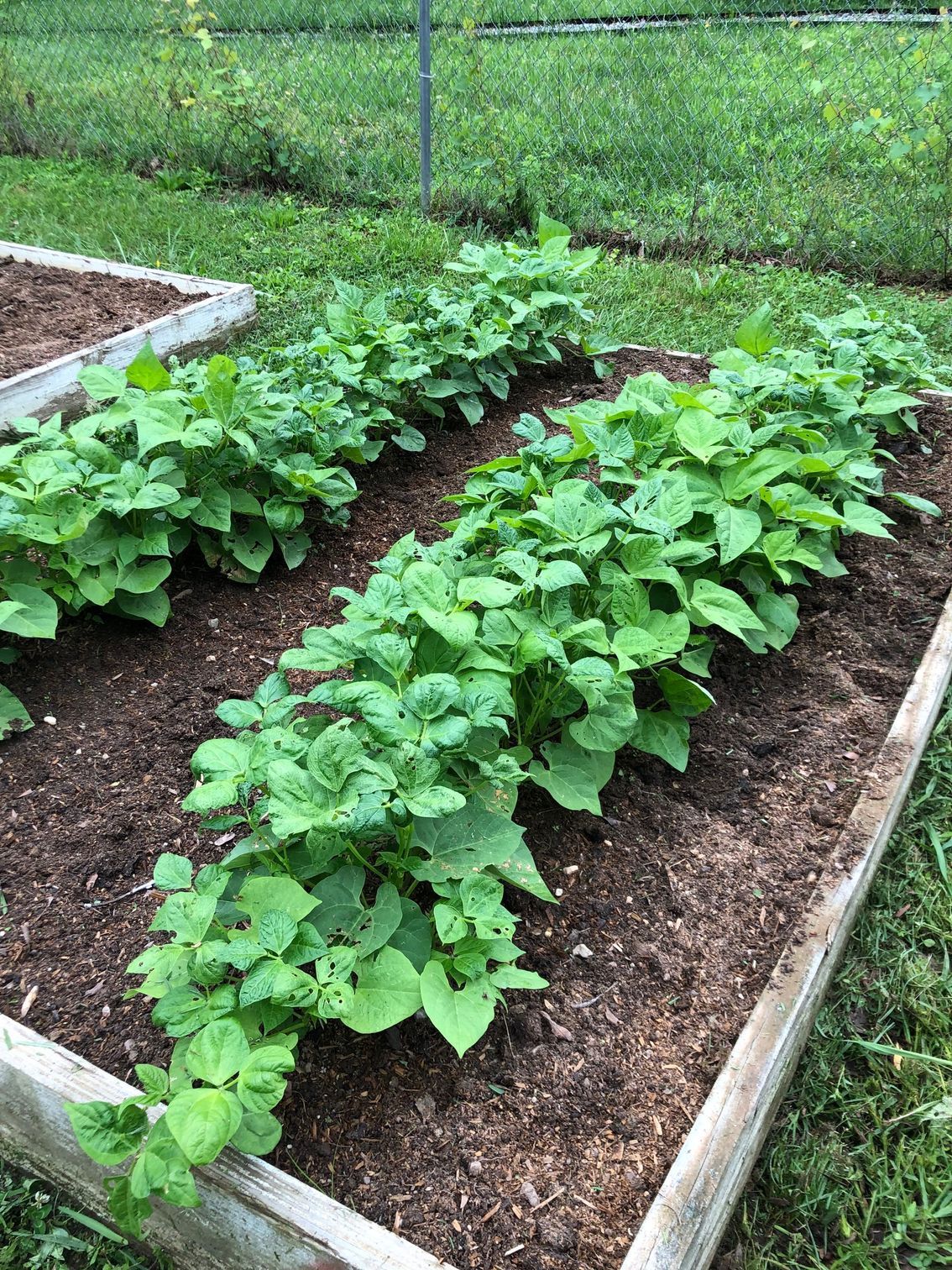 Two rows of green bean plants growing in a wooden raised garden bed set against a grassy yard.