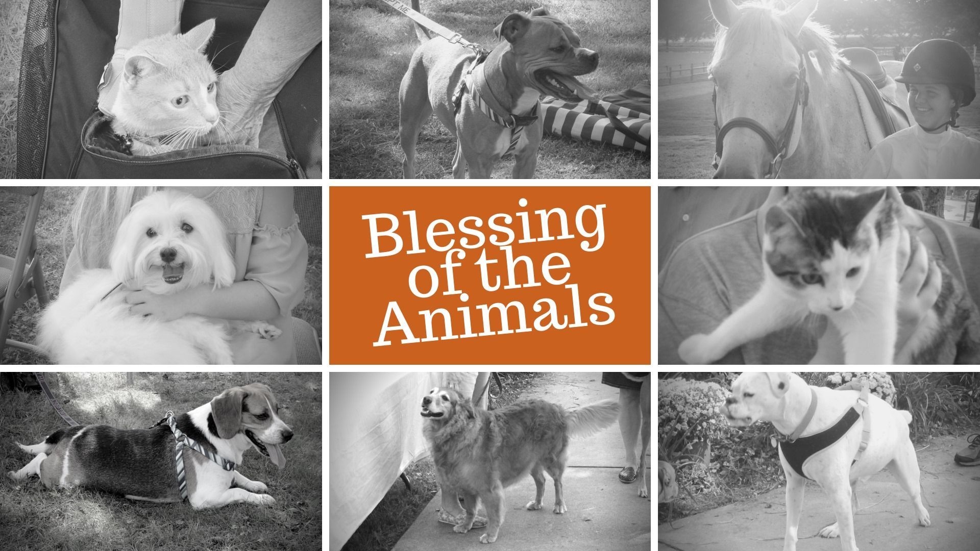 A grid of eight black-and-white photos of pets surrounding an orange box reading 