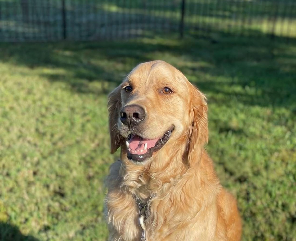 A golden retriever sits in a grassy outdoor area, looking toward the camera with a happy, open-mouthed expression.