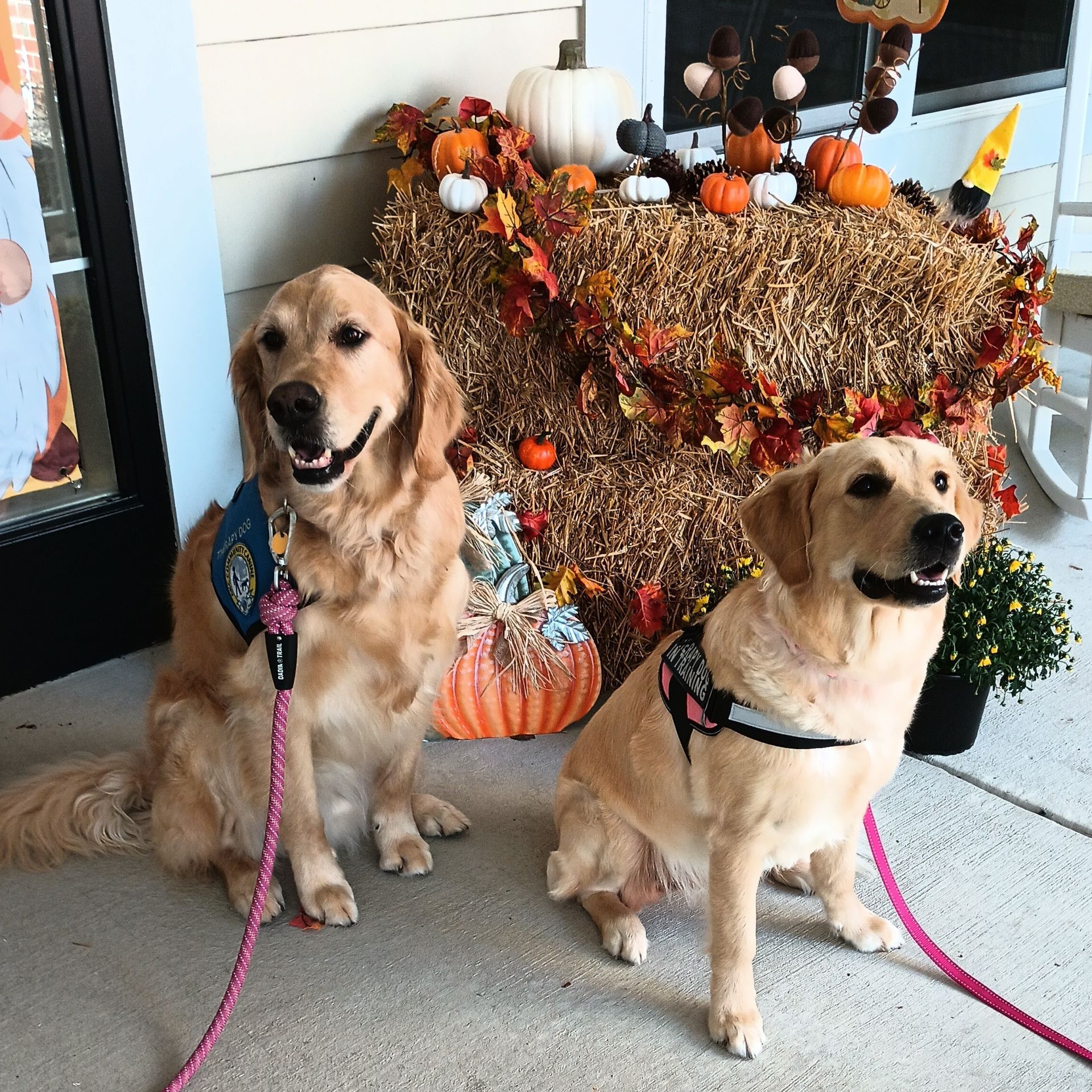 Two golden retrievers wearing harnesses sit side-by-side in front of a hay bale decorated with autumn pumpkins and foliage.