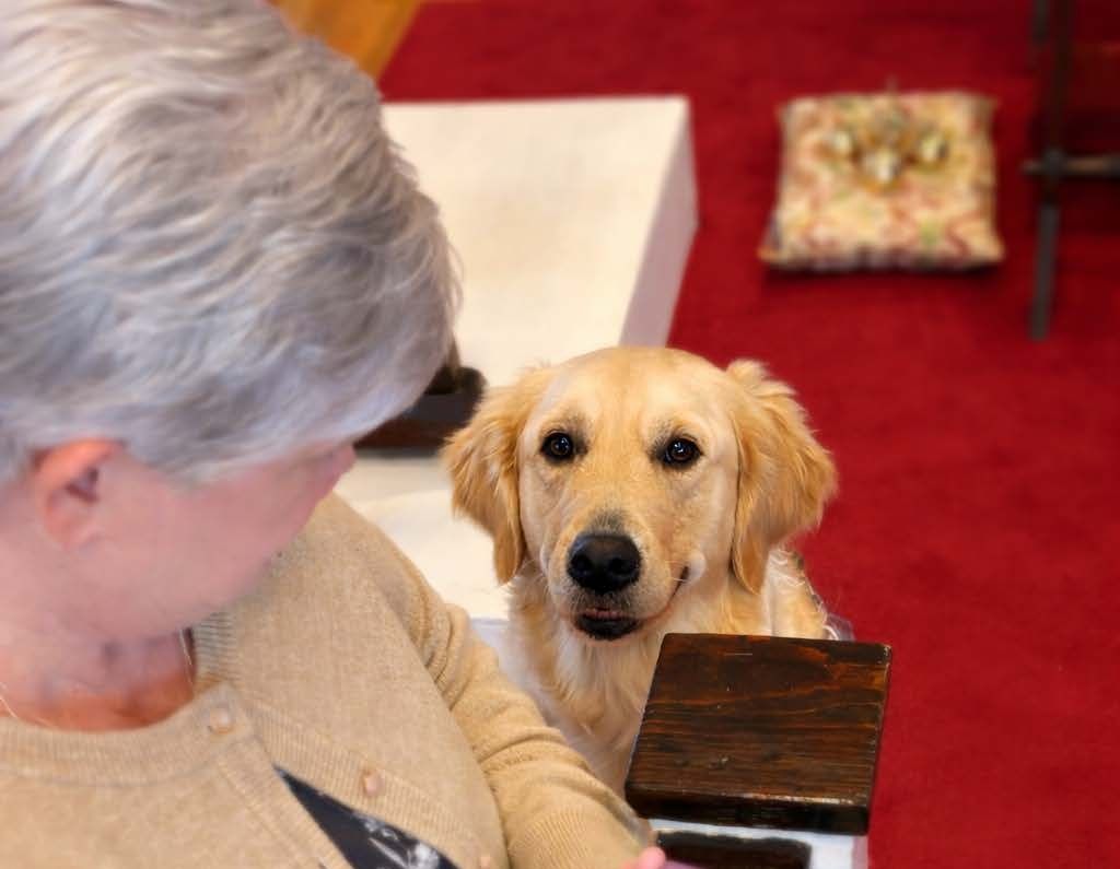 A golden retriever gazes at a person sitting nearby in a room with red carpet and a decorative cushion.