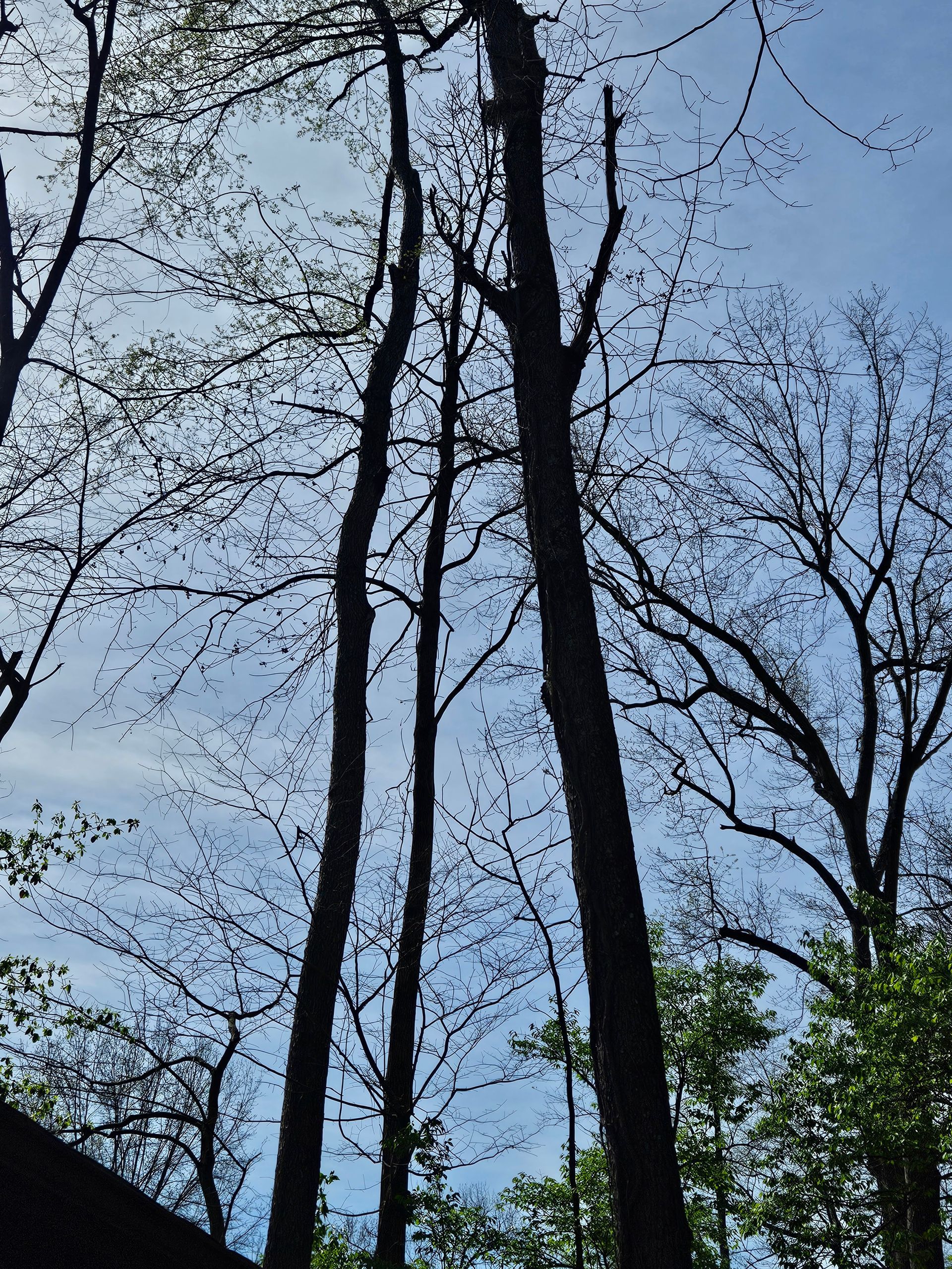 Tall bare trees against a light blue sky with wispy clouds; lower foliage in green.