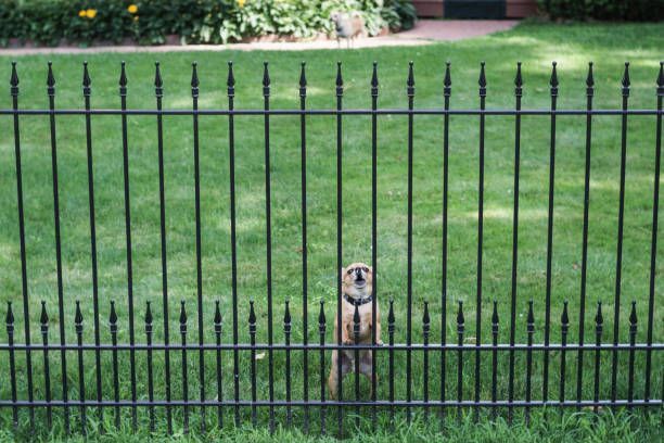 A black metal fence surrounds a gravel path in a yard.