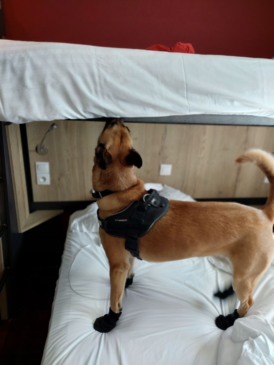 Chien détecteur de punaises de lit en action à Paris