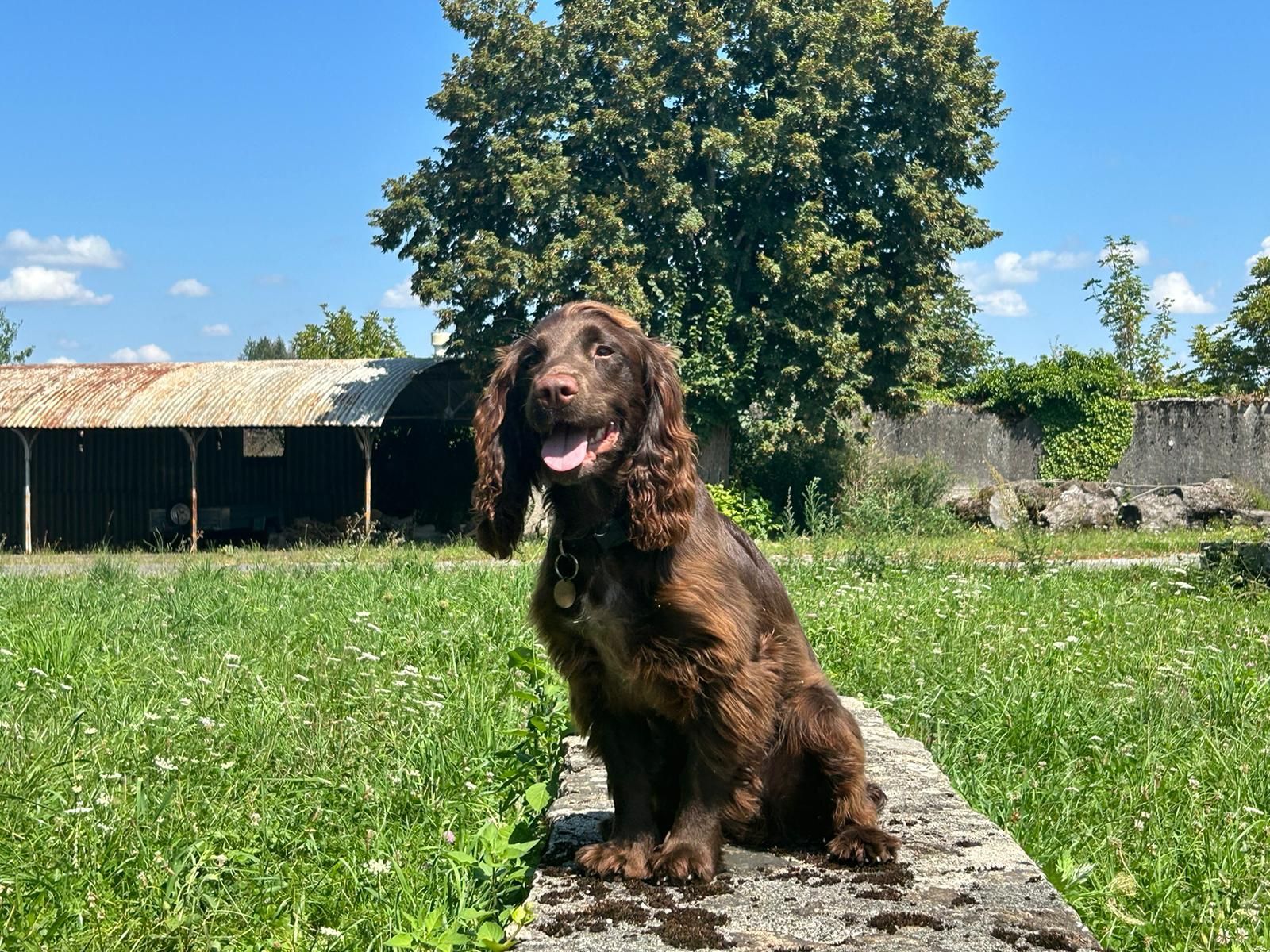 Un chien brun est assis sur un mur de pierre dans un champ.