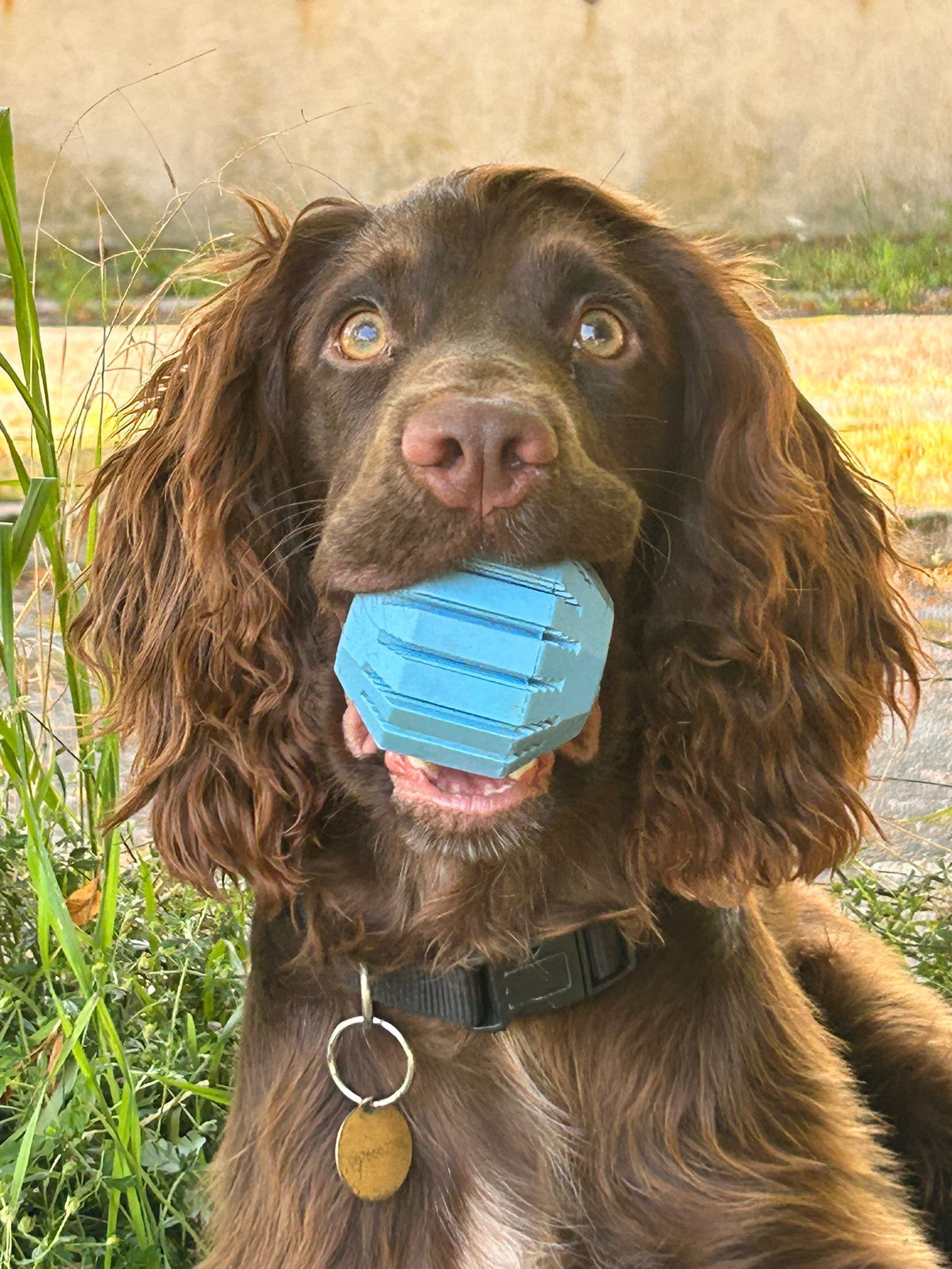 Un chien marron tient une balle bleue dans sa gueule.