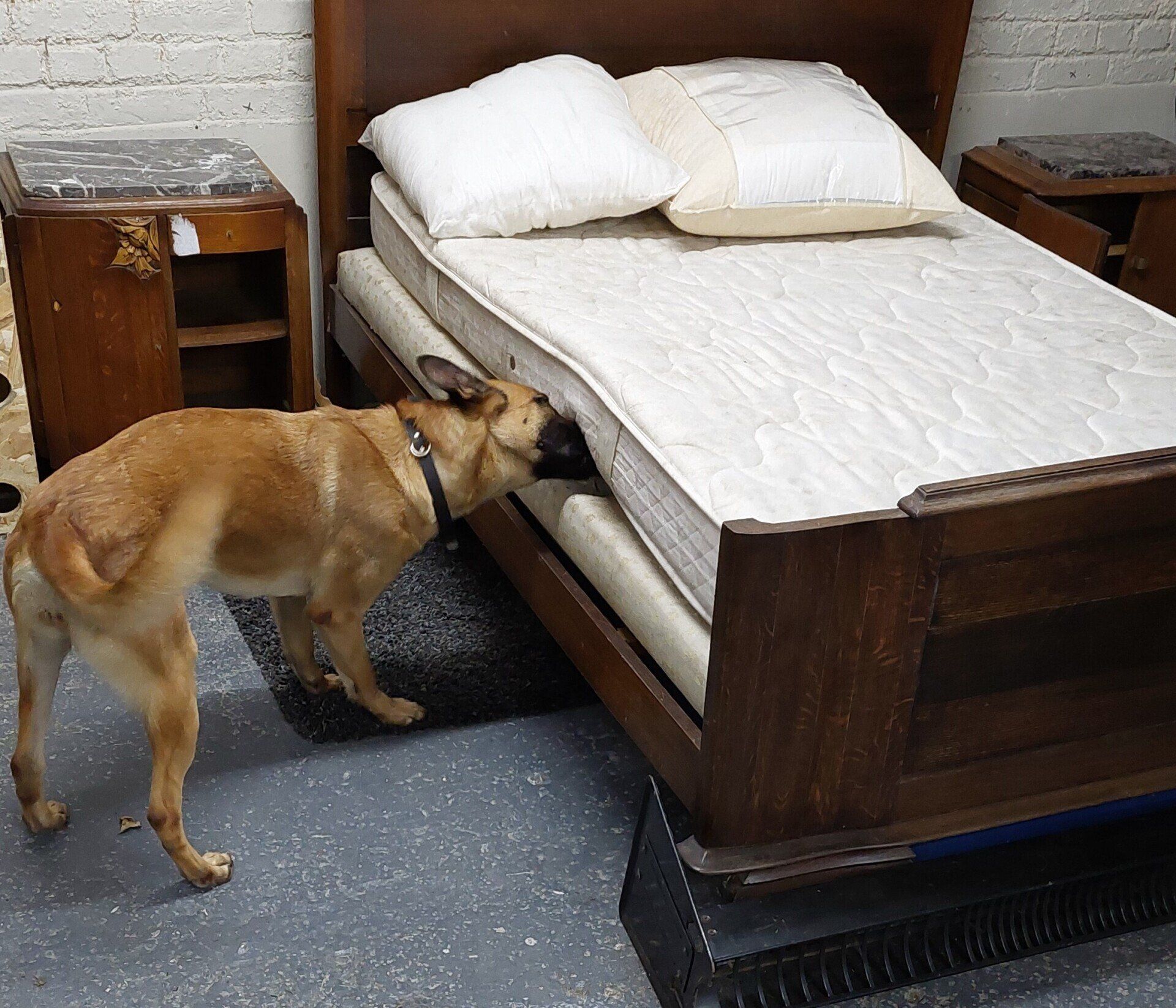 Un chien brun reniflant un matelas blanc sur un lit