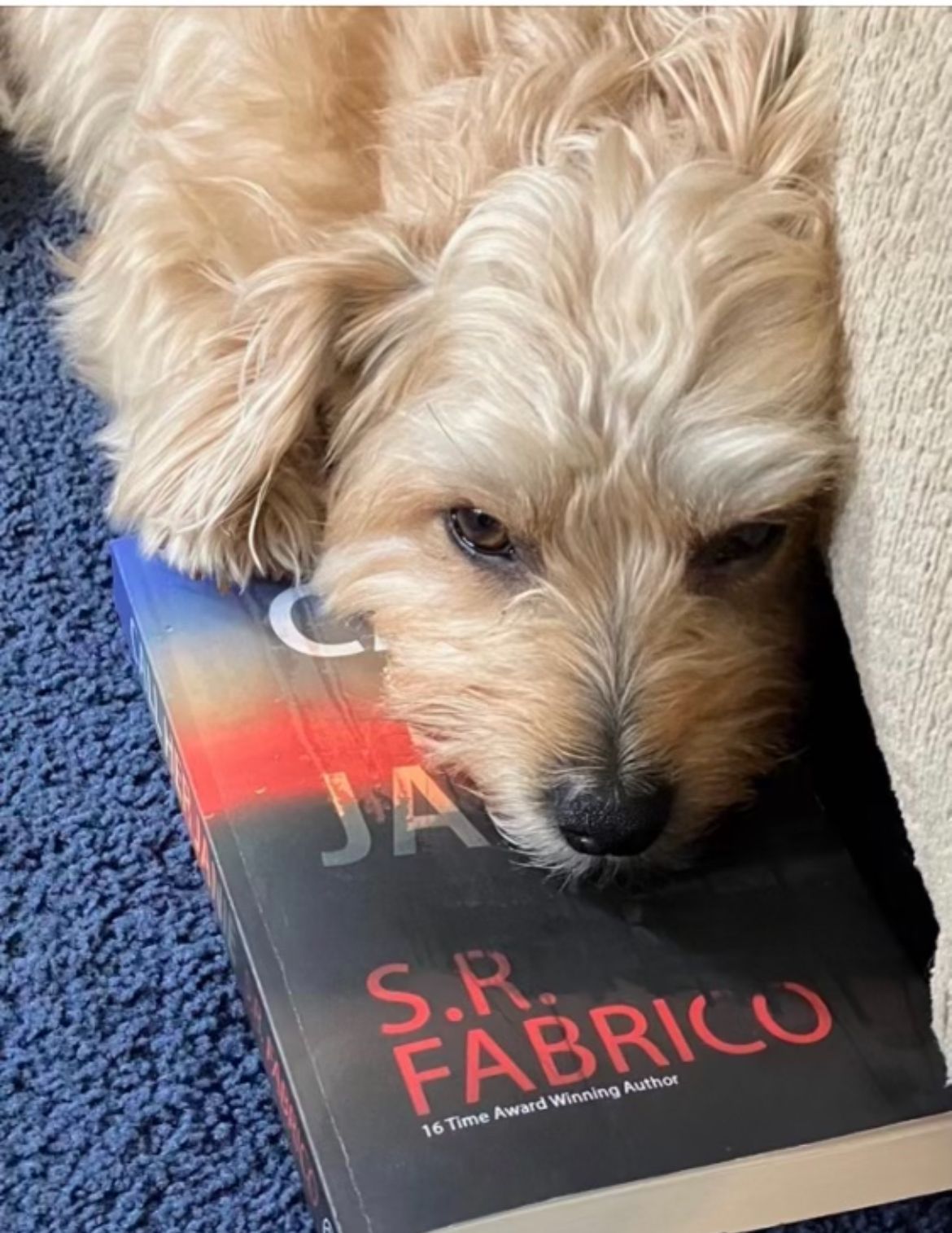 A small dog laying on top of a book by s.r. fabrico