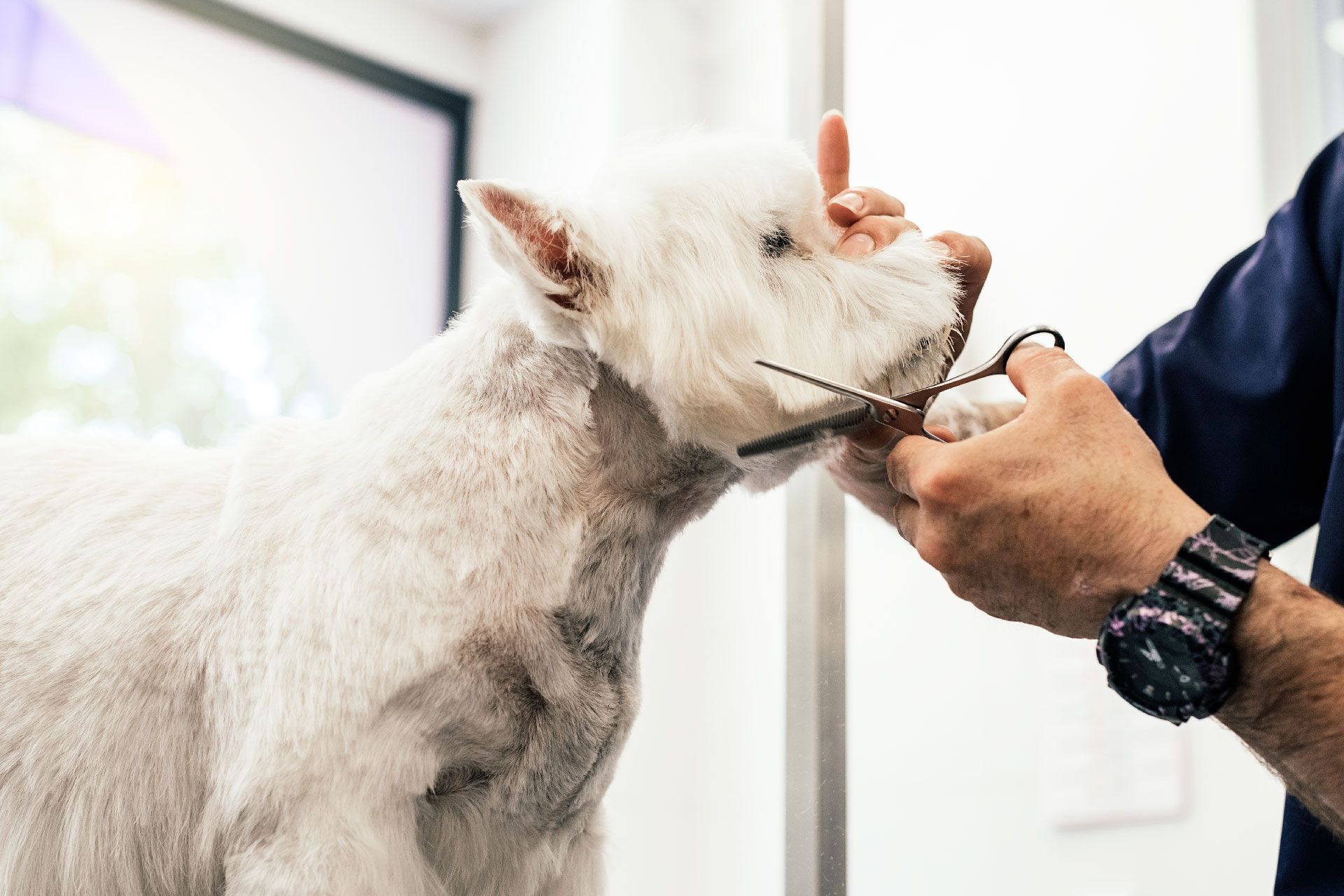 Servicios de baño y peluquería canina