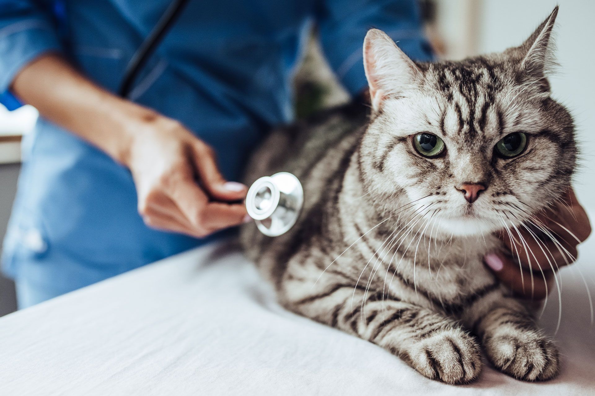 Un veterinario examina a un gato con un estetoscopio.