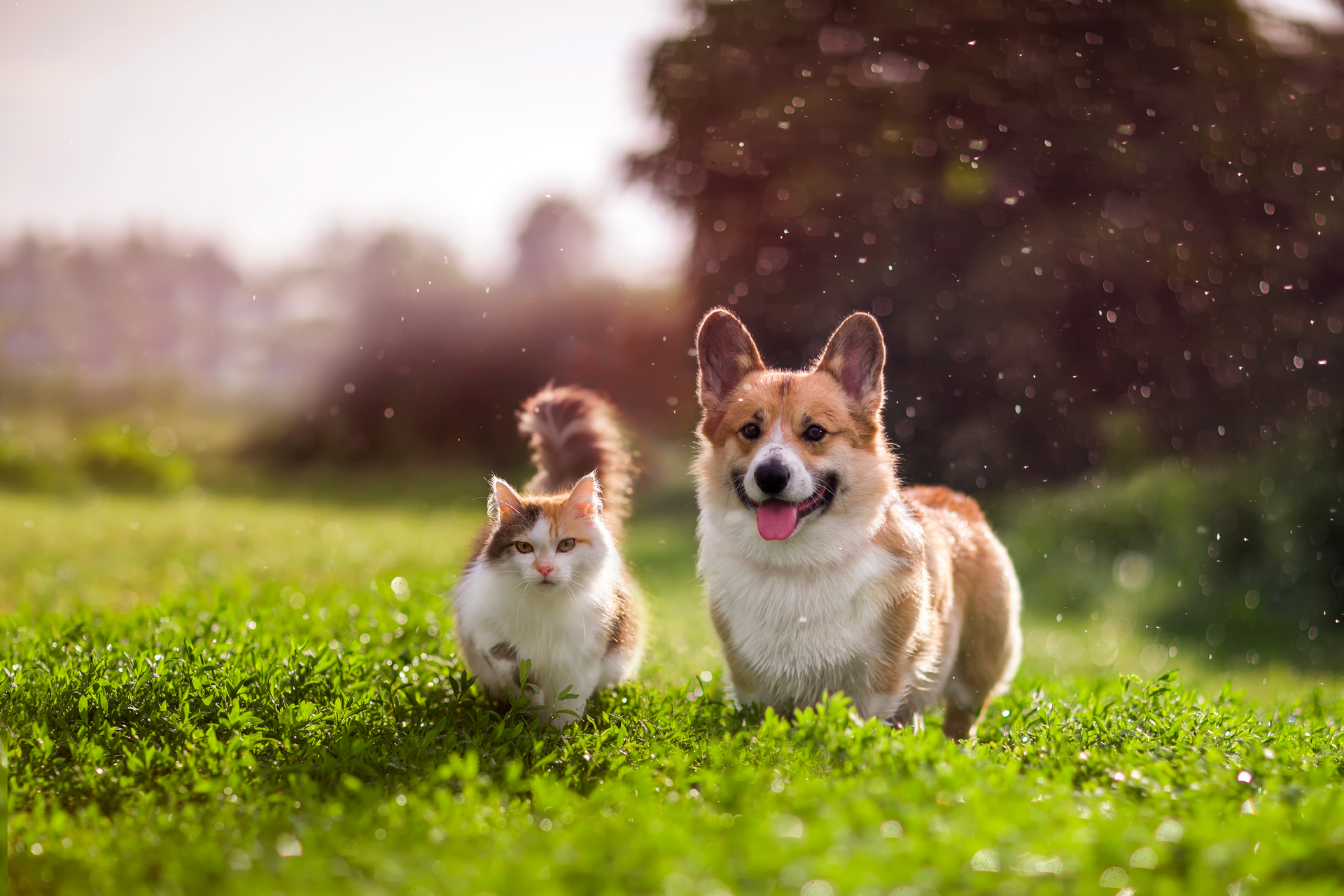 Un perro y un gato corren en la hierba.