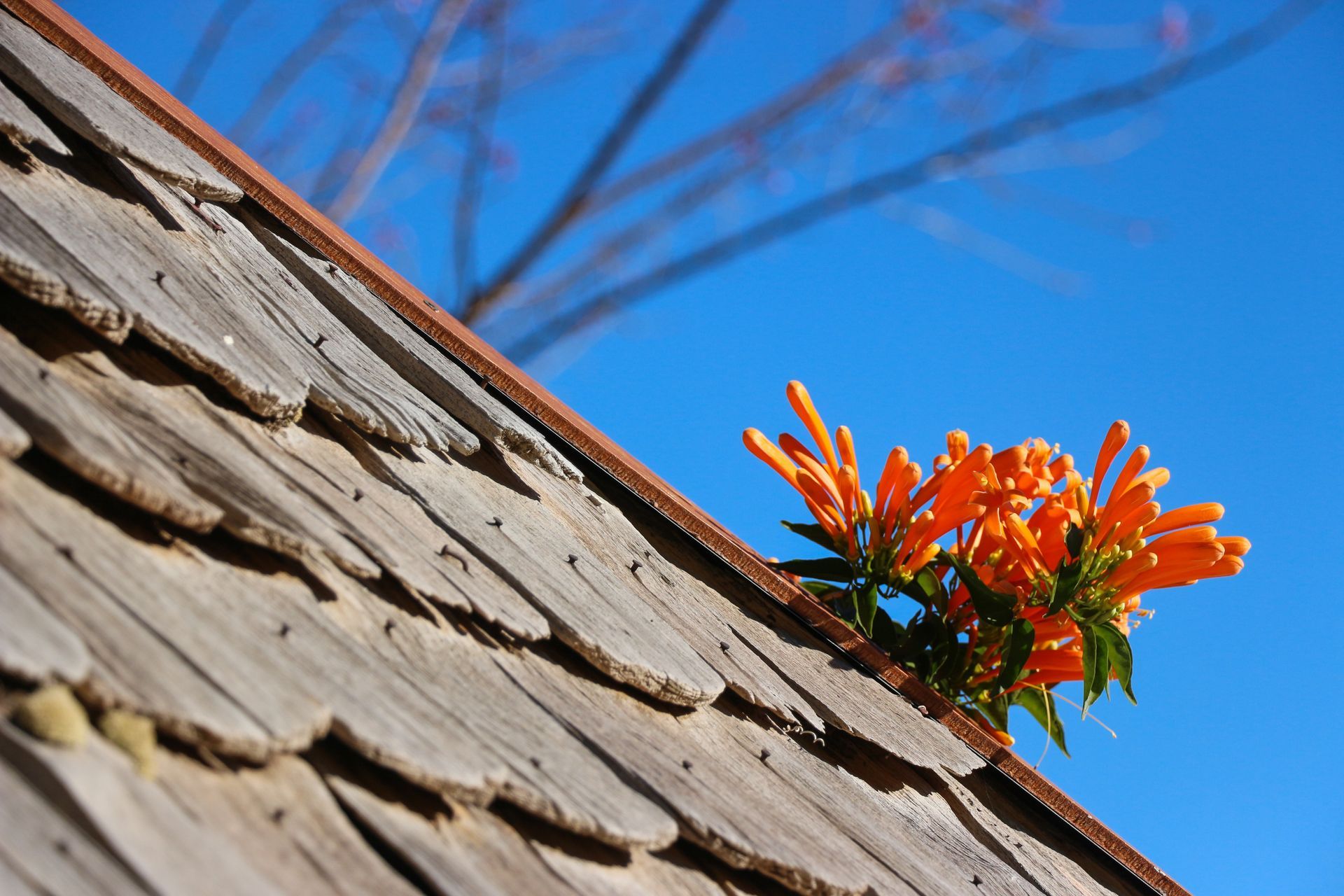 Orange flowers bloom from a weathered wooden shingle roof against a bright blue sky.