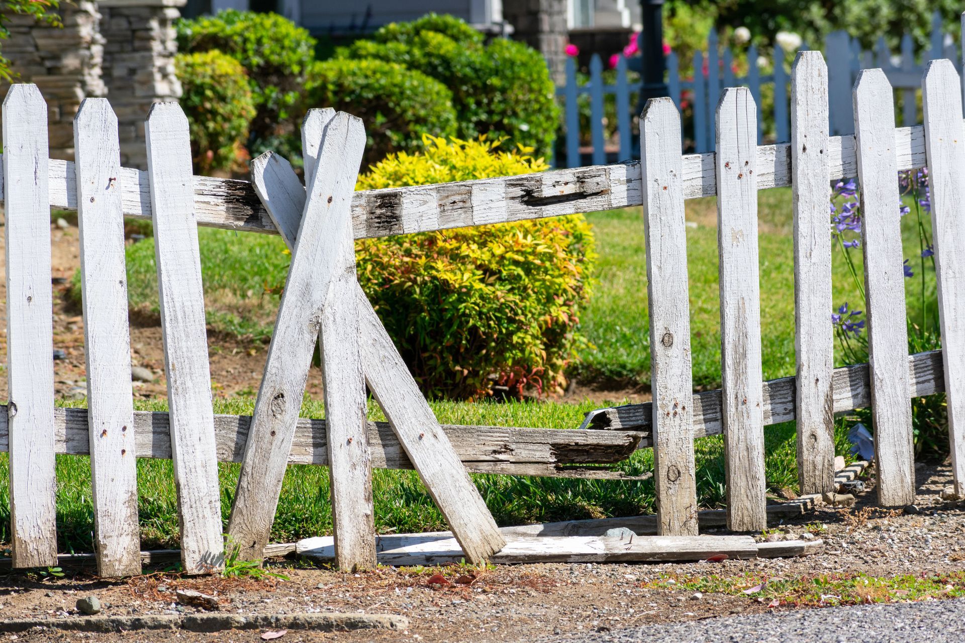 White picket fence with a broken gate in front of a yard with bushes.