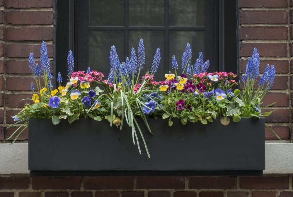 Window Box Filled With Blue Grape Hyacinths and Colourful Pansies — Unique Waterproofing Solutions in North Rocks, NSW