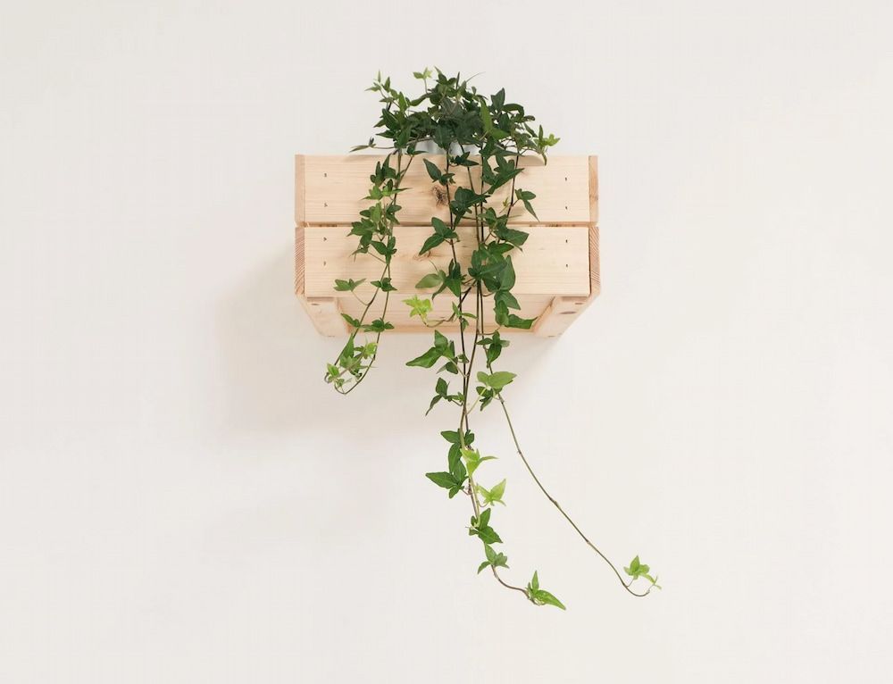 Wooden Wall-mounted Planter Box With Trailing Green Ivy — Unique Waterproofing Solutions in North Rocks, NSW