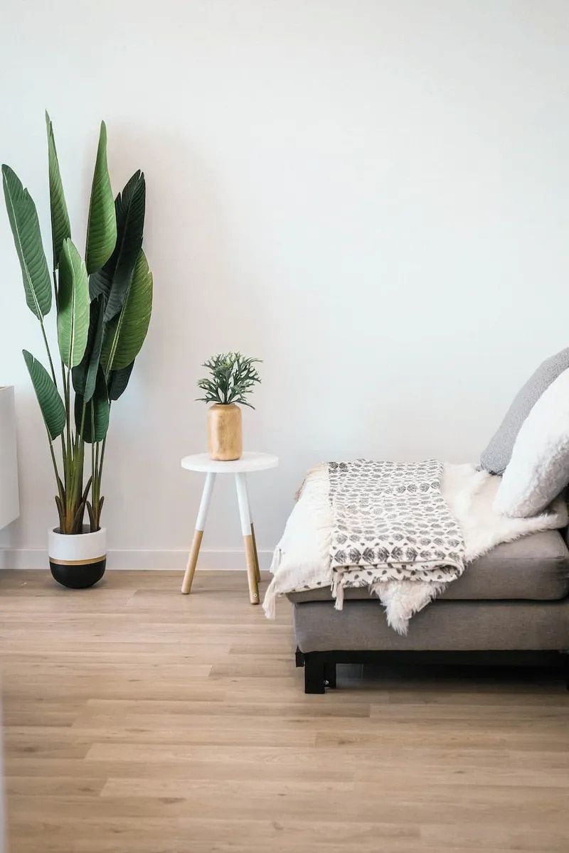 Modern living room corner: grey sofa with throw blanket, small table with plant, large potted plant, and light wood floor. — Unique Waterproofing Solutions in North Rocks, NSW