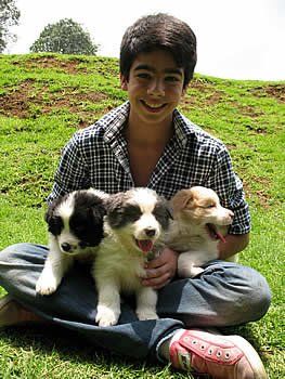 border collie con niño