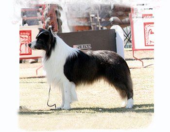 border collie en venta