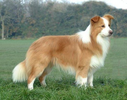 border collie en Hermosillo