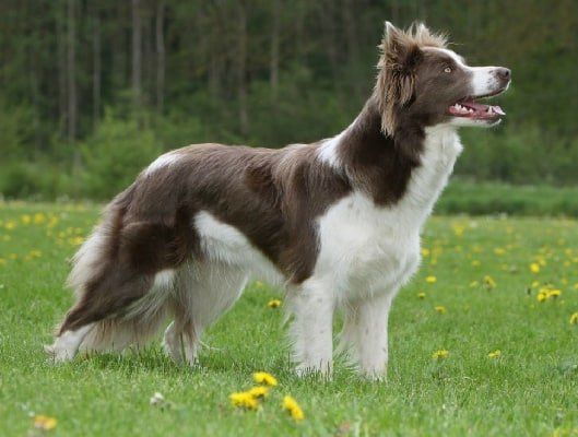 border collie en Tepic