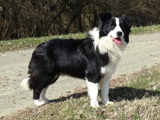 border collie en Toluca