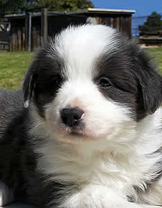 cachorros border collie en venta