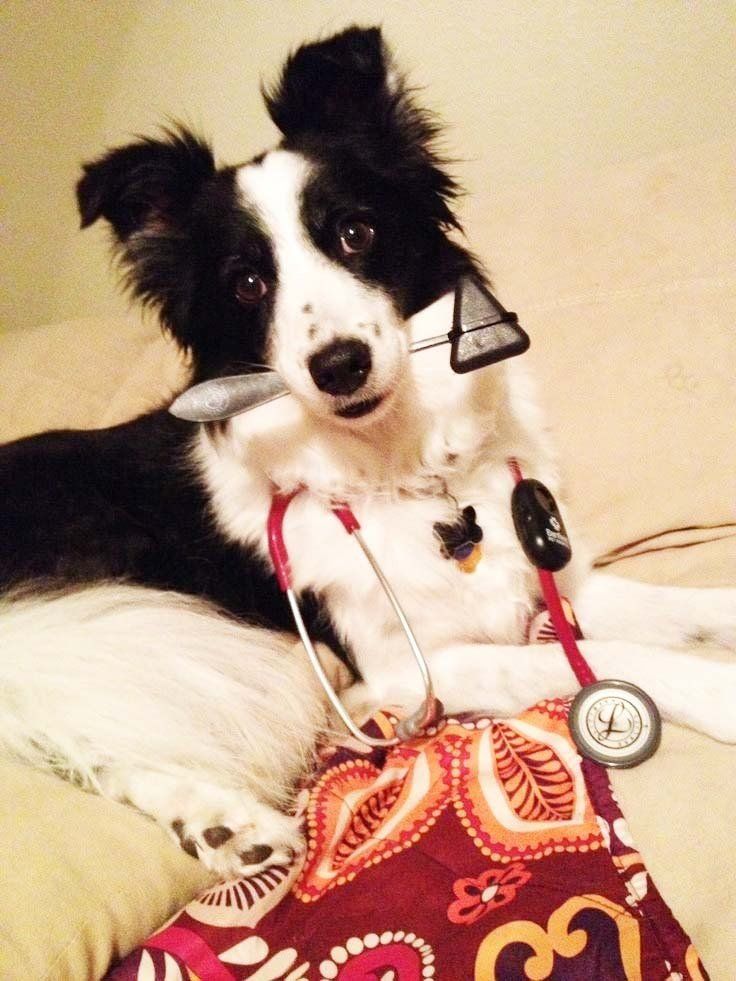 border collie con veterinario