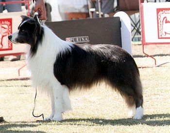 Criaderos de bordre collie en mexico