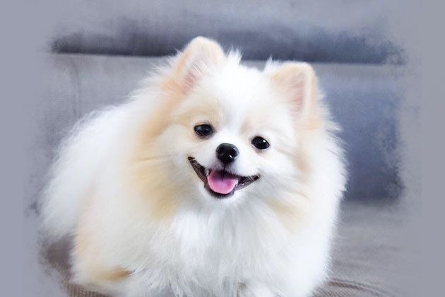 criadero de pomerania