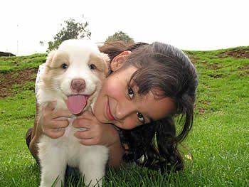 venta de perros border collie